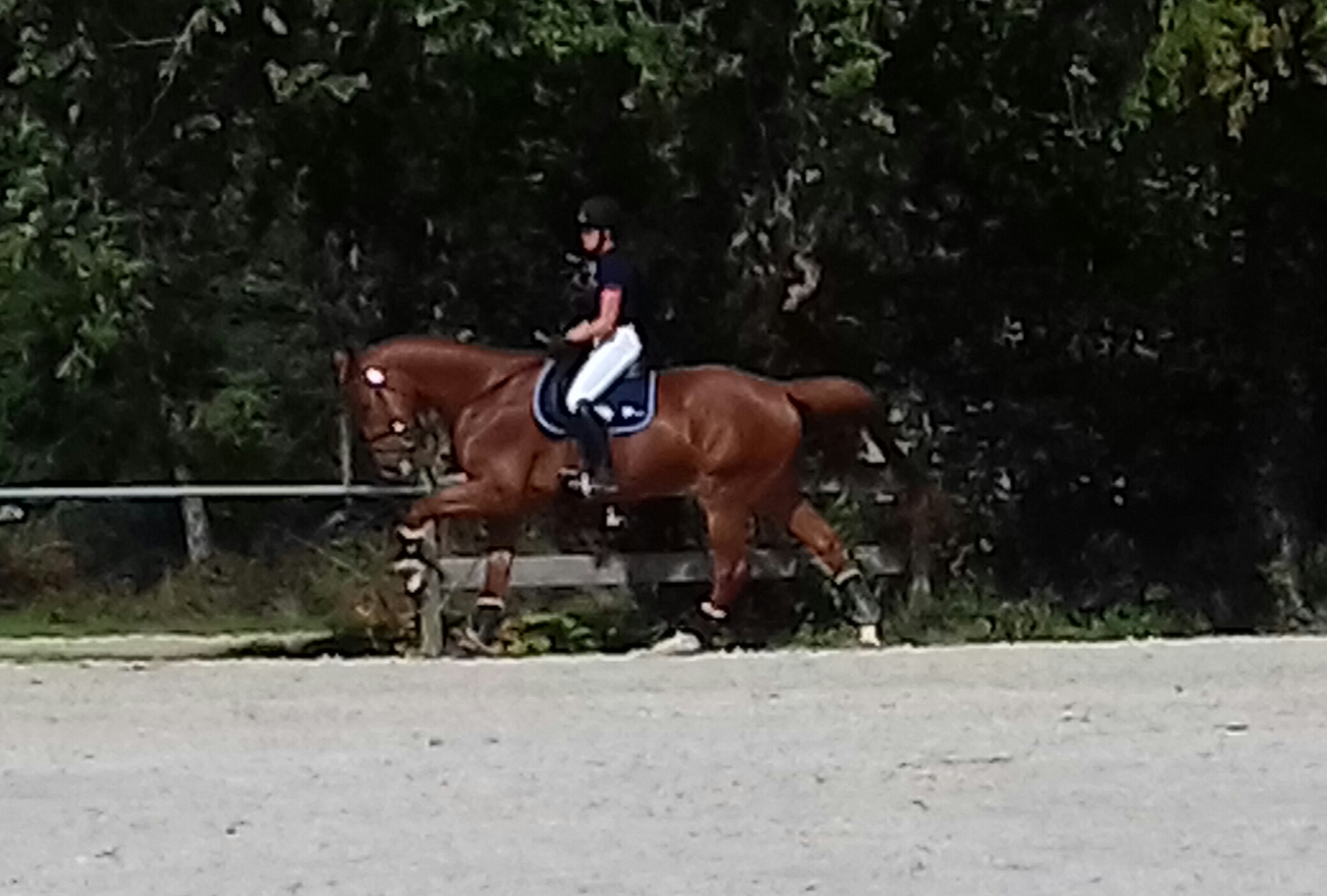 Image de l'annonce cheval de dressage 5 ans 1m83  SF par don juan de hus