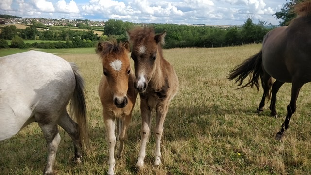 Image de l'annonce Élevage chevaux miniatures AMHA, pouliche, poulain, poulinières, hongres