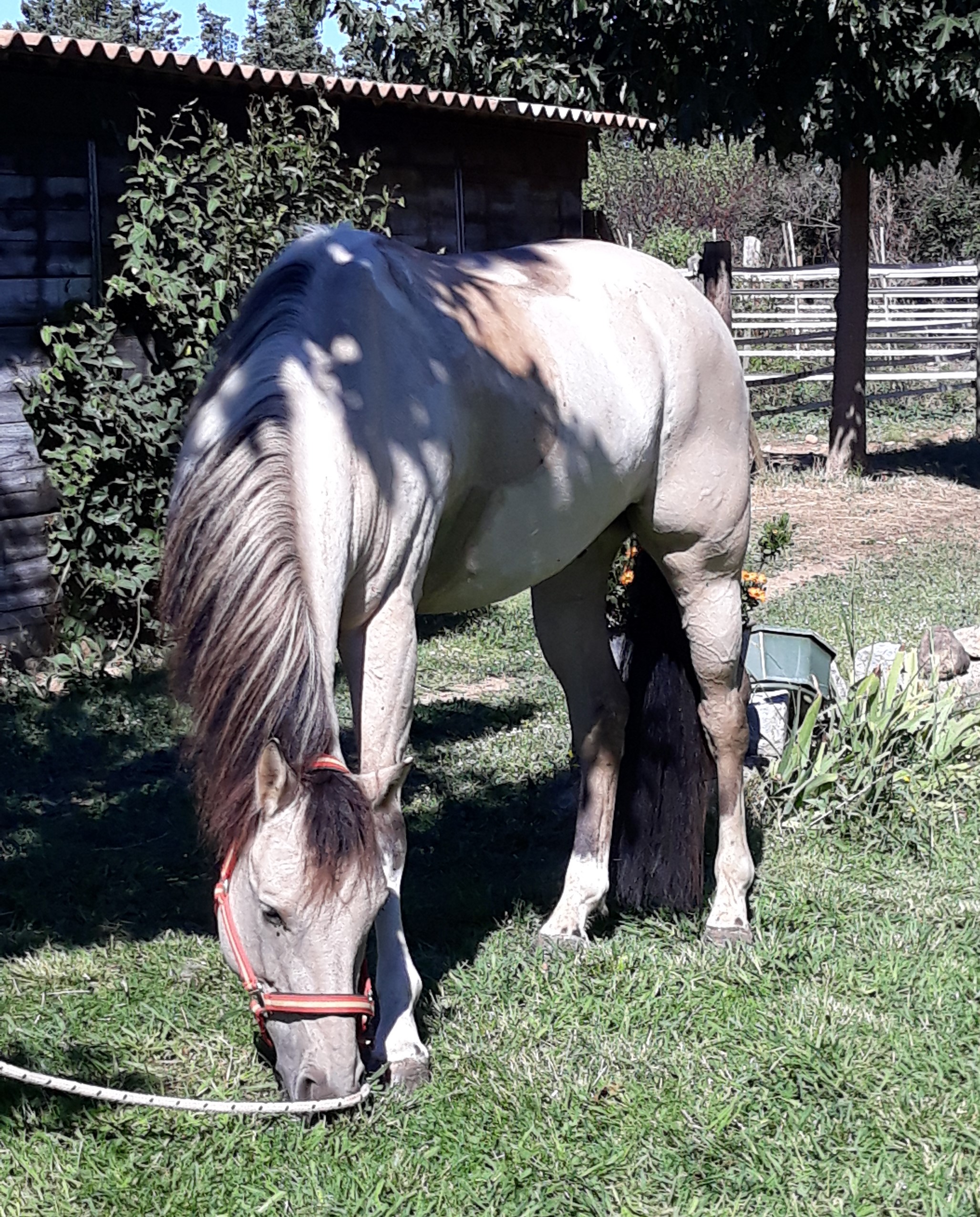 Image de l'annonce quater horse OC
