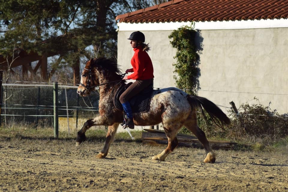 Image de l'annonce Ponette PP welsh part-bred