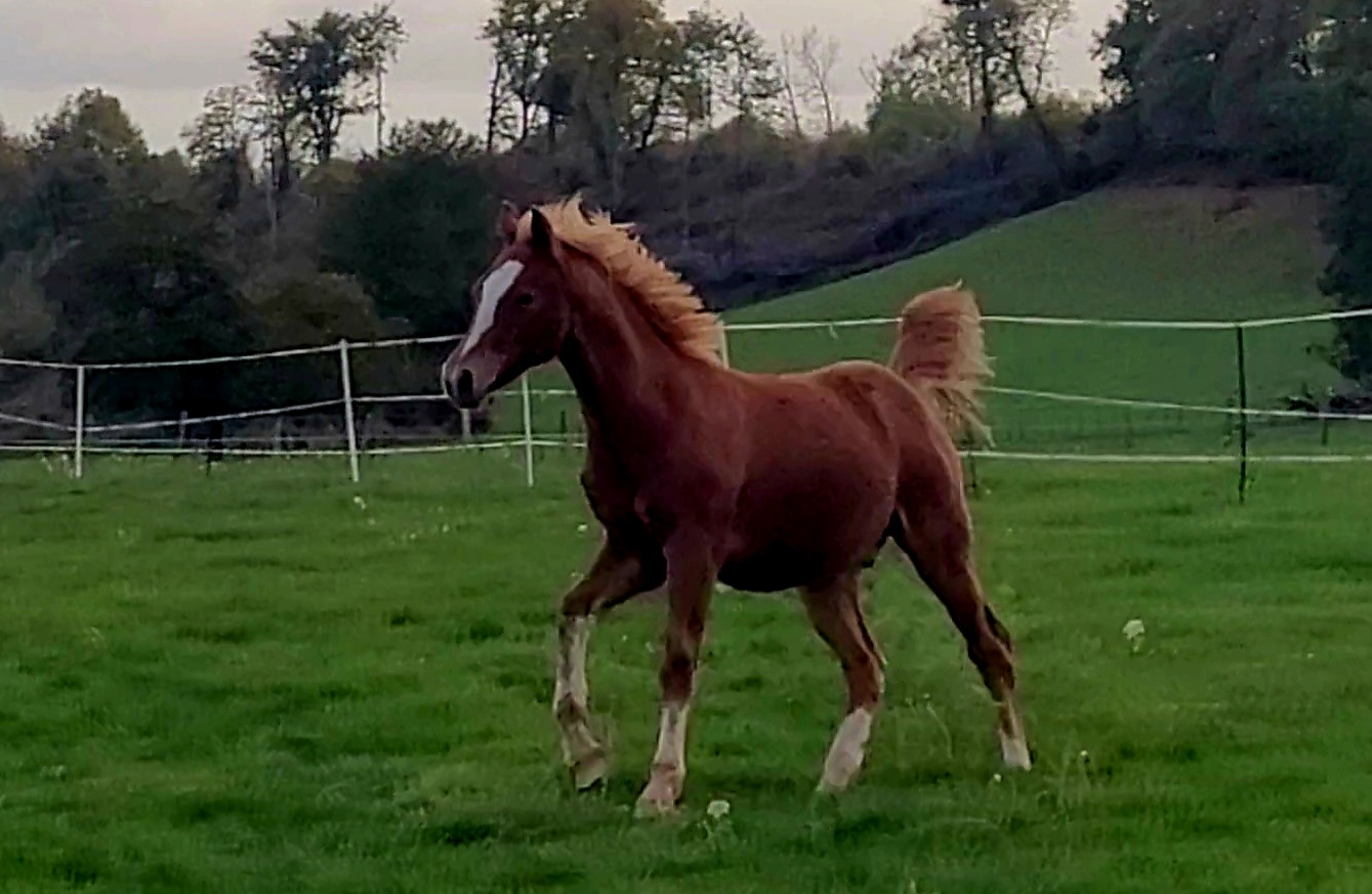 Image de l'annonce Poulain welsh part bred toise adulte D