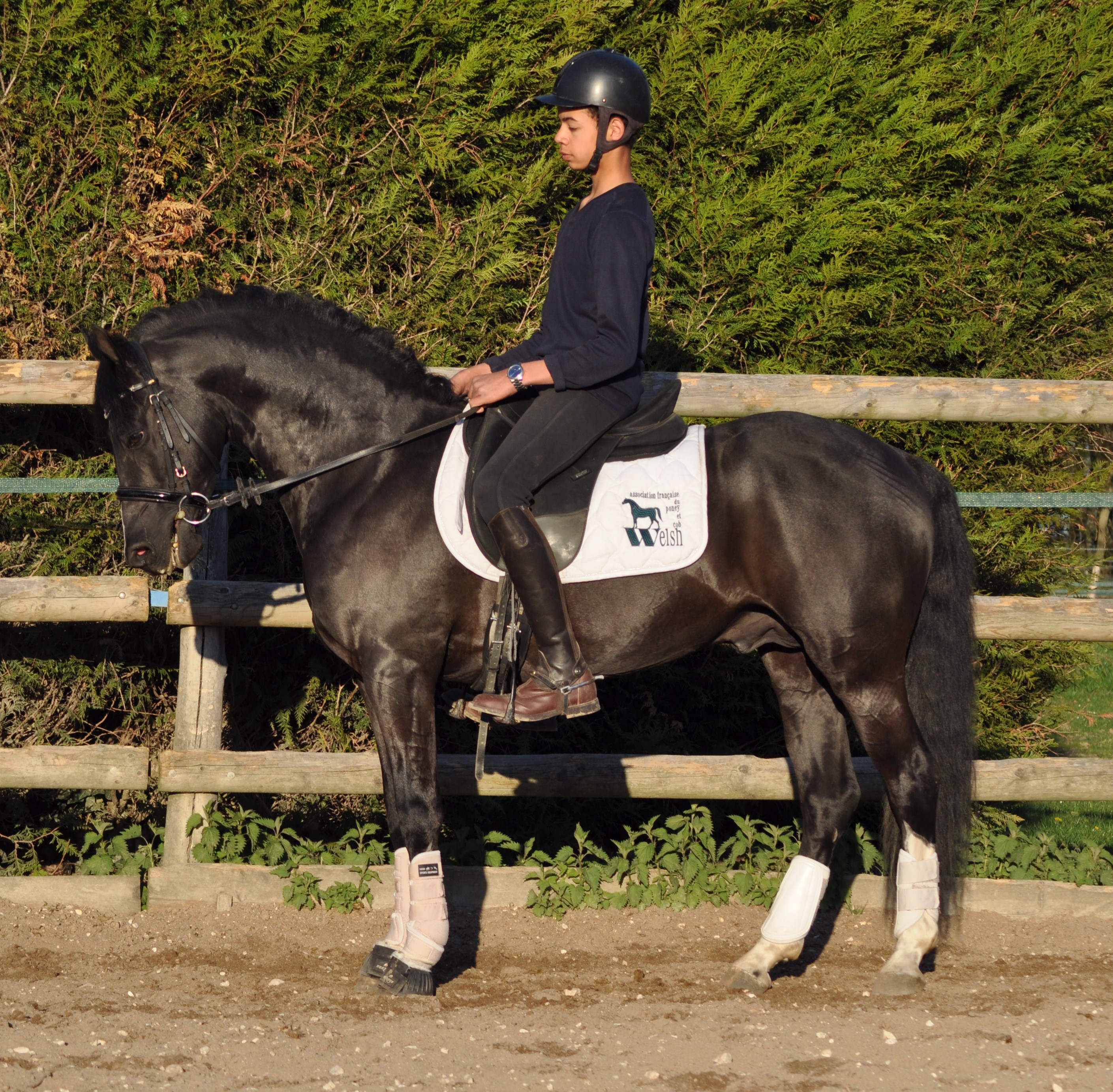 Image de l'annonce Etalon Welsh Part Bred noir 1m45 en monte en main