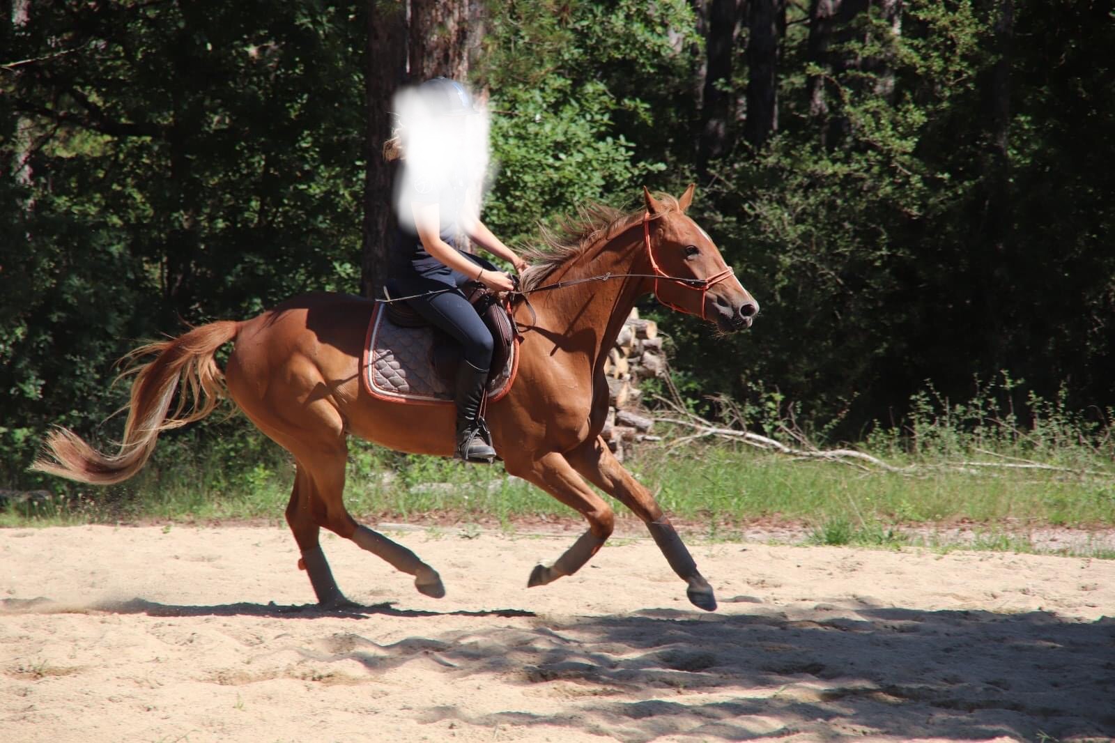 Image de l'annonce Cheval 3 ans monté