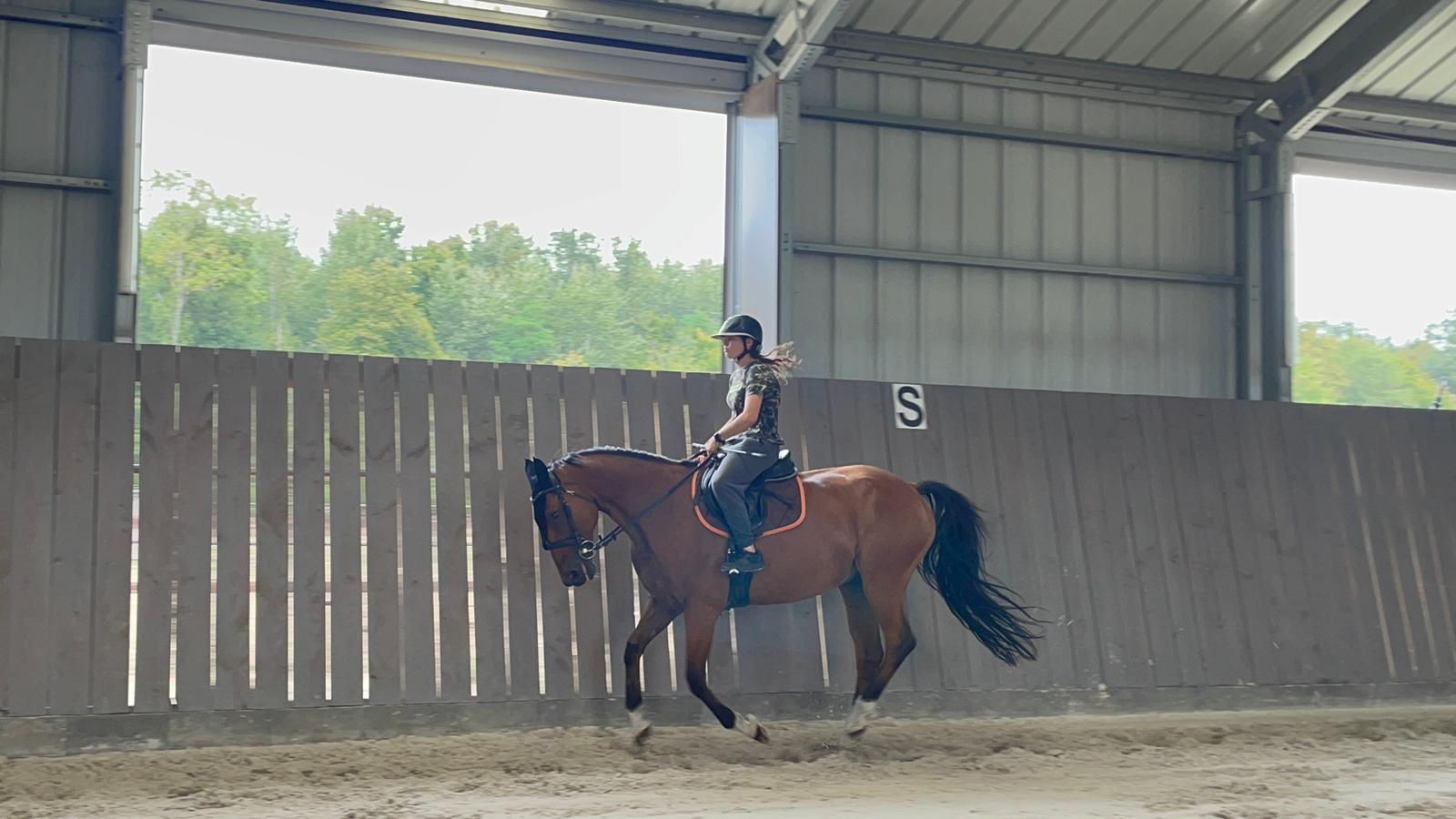 Image de l'annonce Hongre selle français