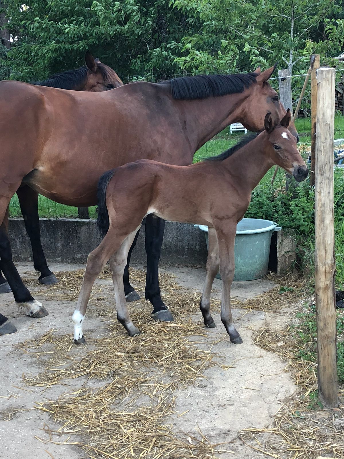 Image de l'annonce Poulain SF x Herald III x Notrestar X Papillon Rouge