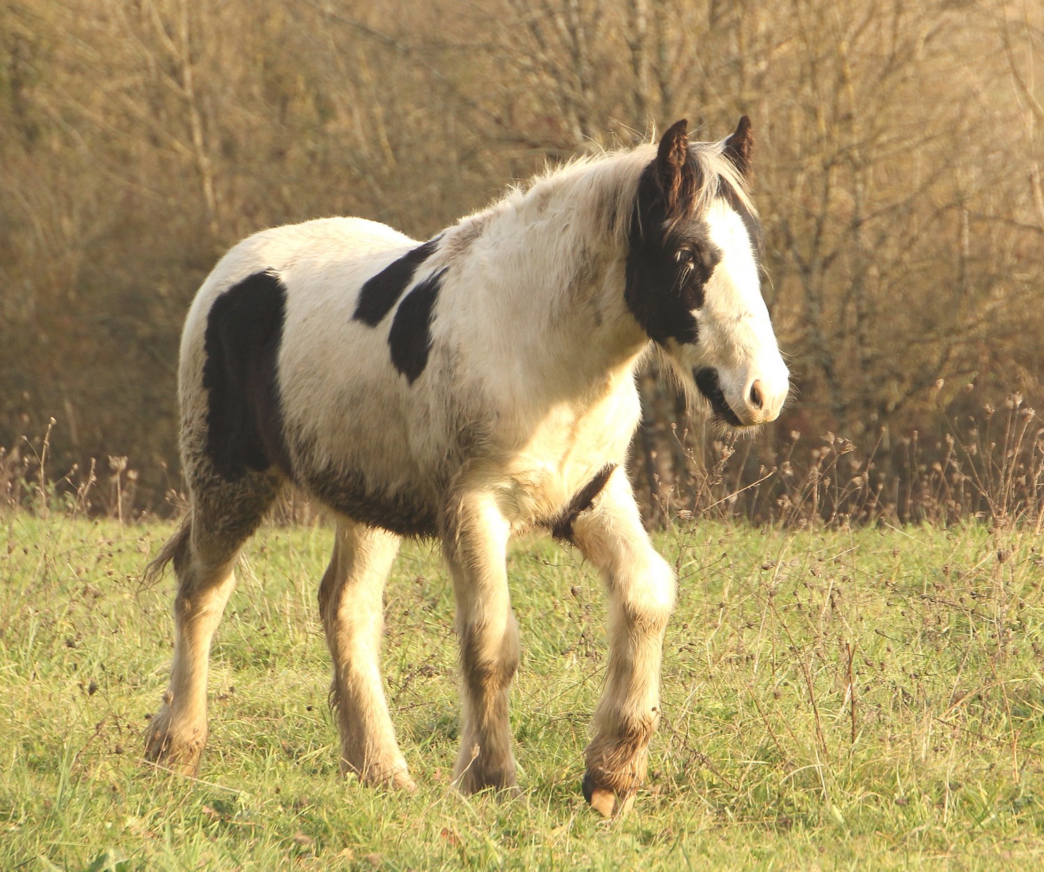 Image de l'annonce Poulain Irish Cob Pleins Papiers