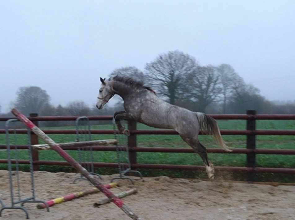 Image de l'annonce A VENDRE JOLI PETIT CHEVAL