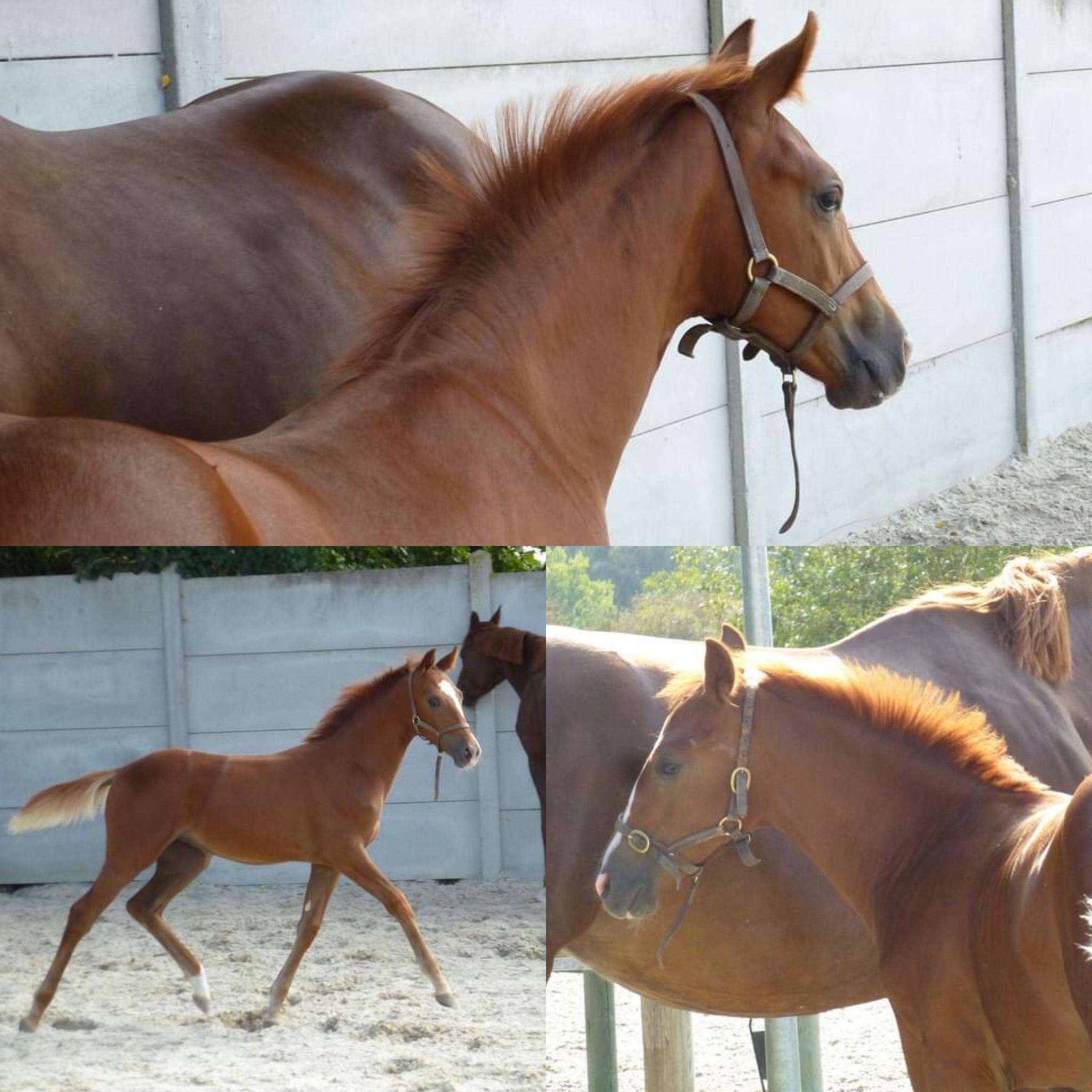 Image de l'annonce Pouliche dressage Oldenburger par Negro