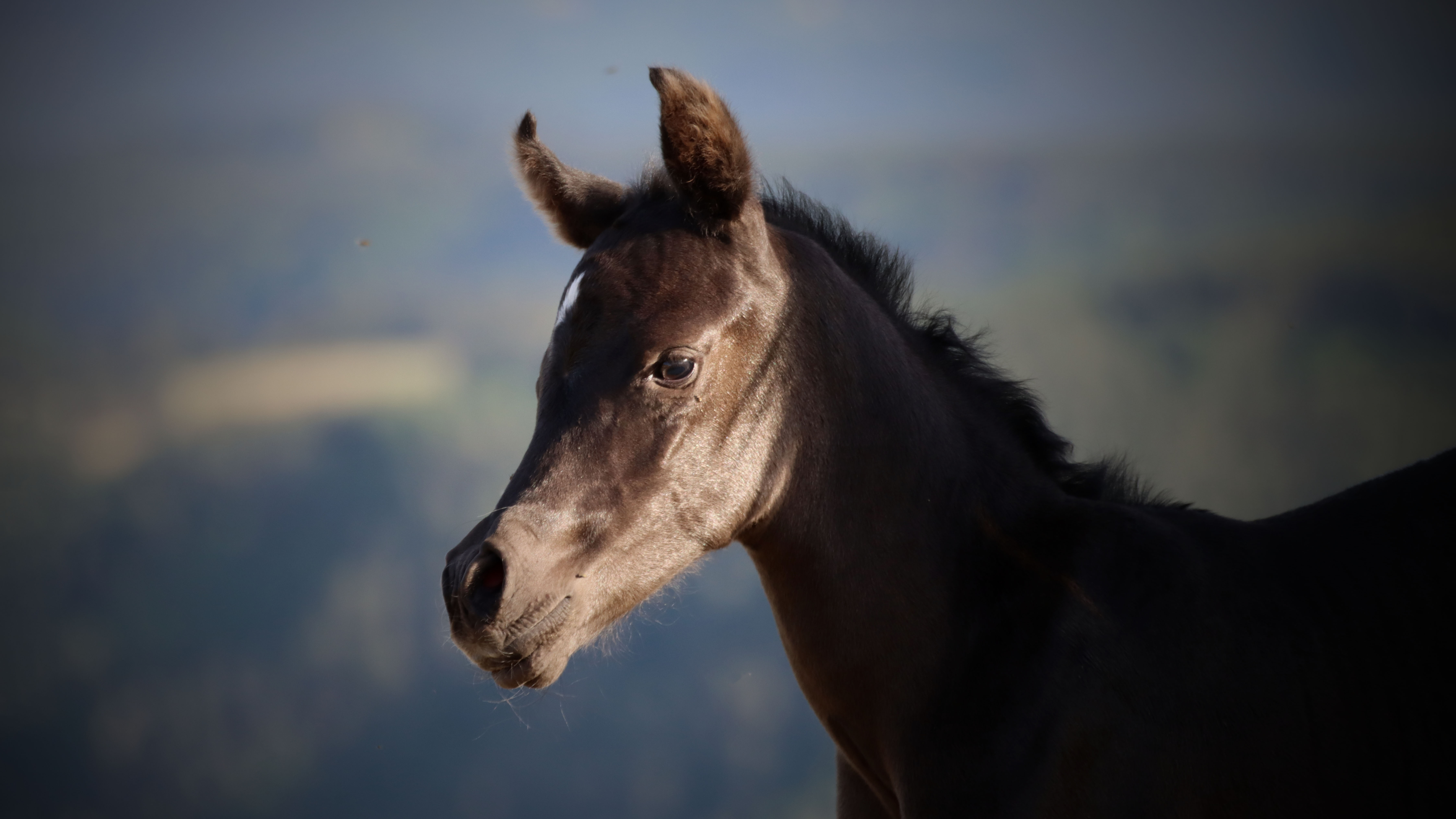Image de l'annonce Pouliche pur sang arabe noir, haute qualité