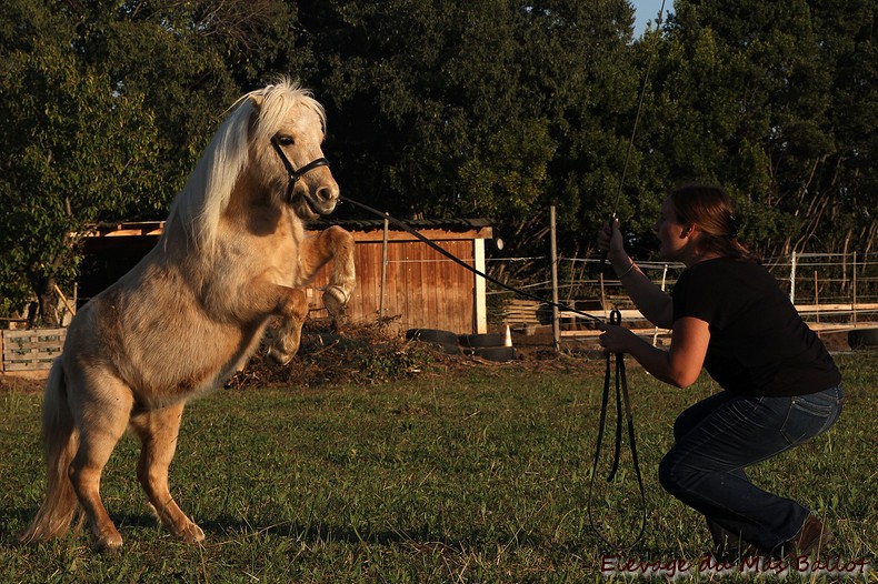 Image de l'annonce Etalon shetland PP - poney d'attelage