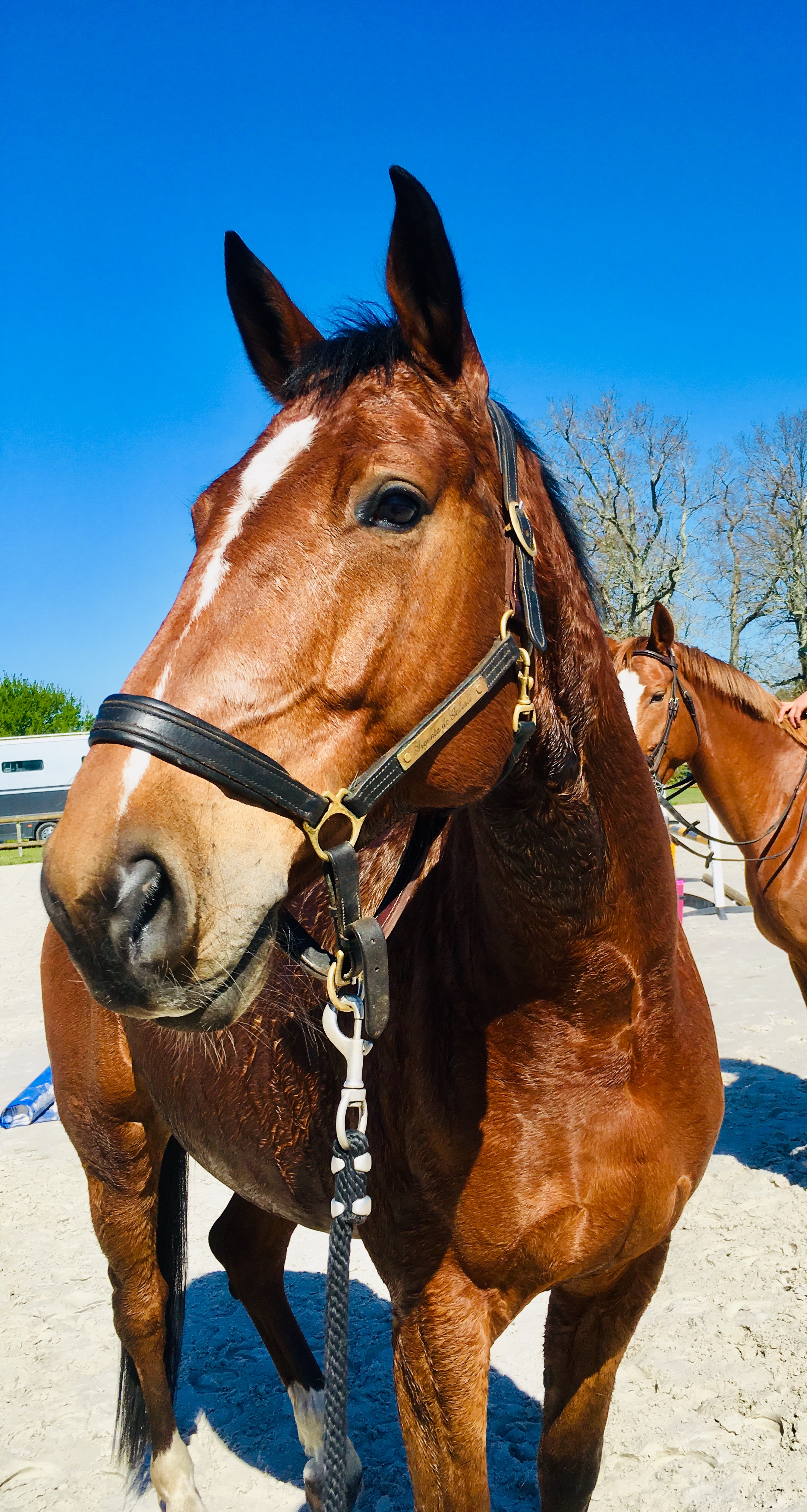 Image de l'annonce Très gentil cheval de 6 ans