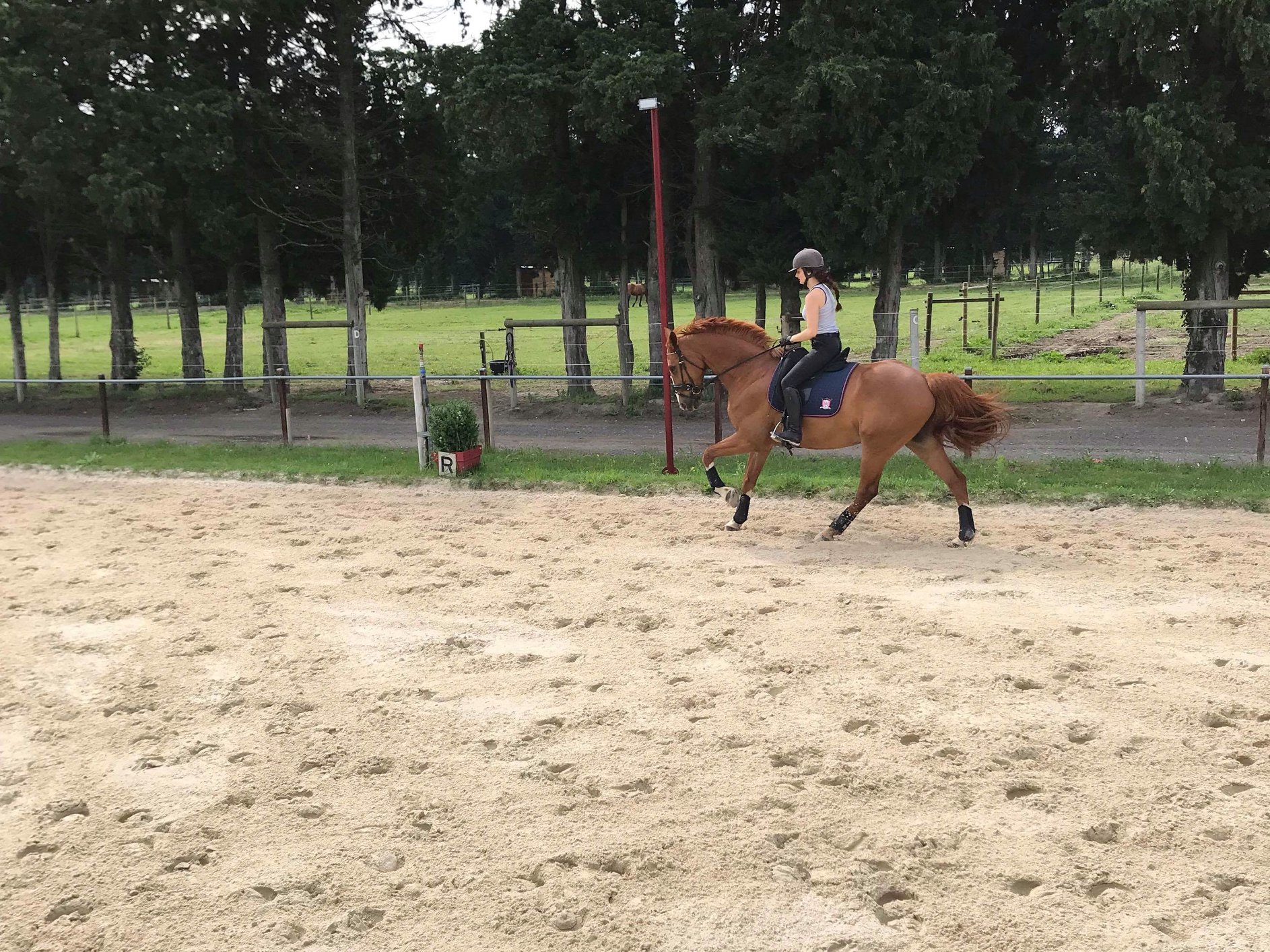 Image de l'annonce Cheval dressage