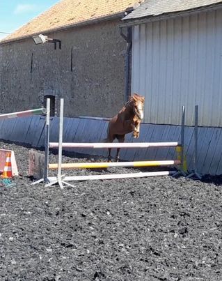 Image de l'annonce Ponette Welsh section B