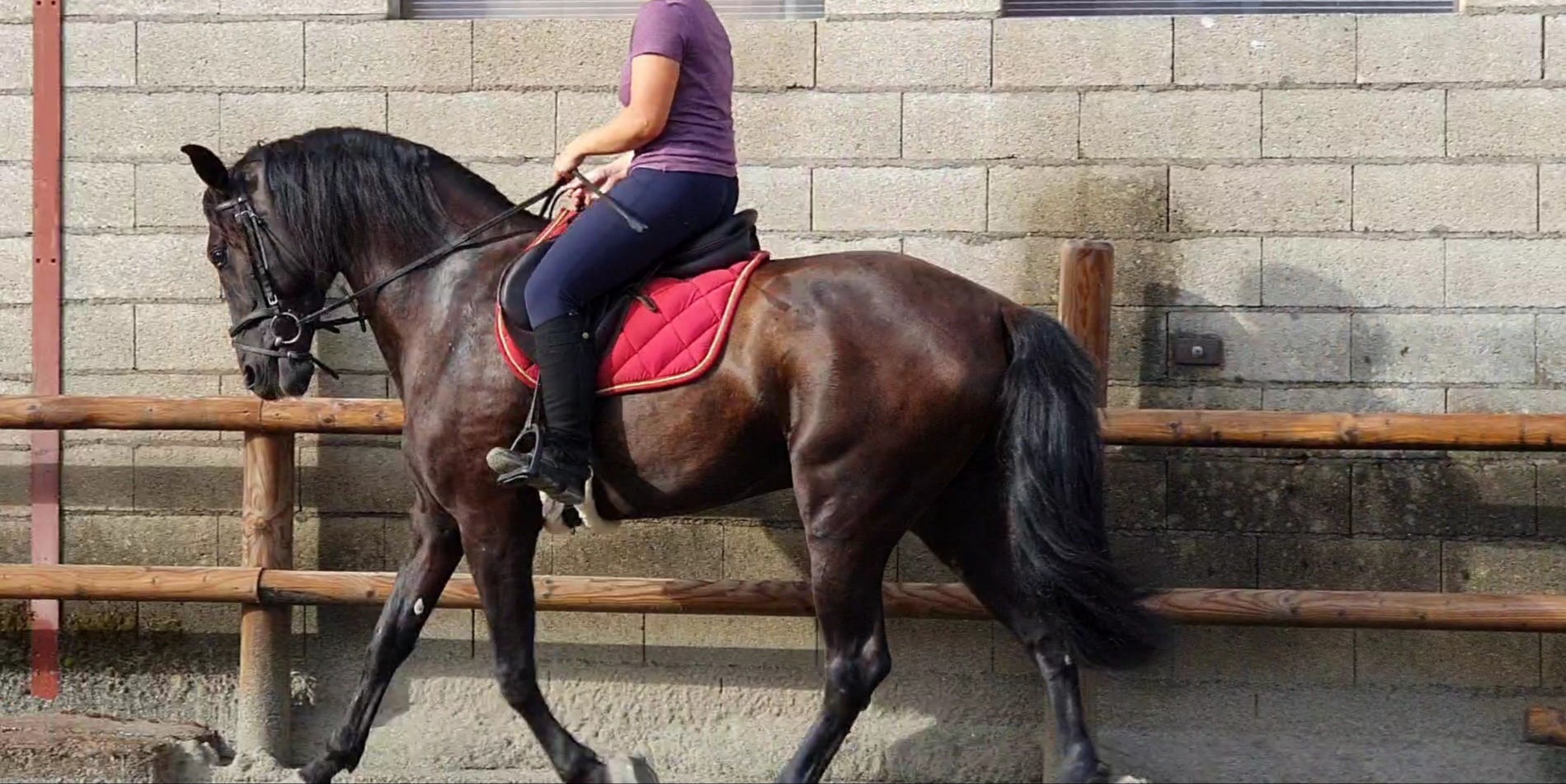 Image de l'annonce Vds magnifique hongre pure race espagnol noir