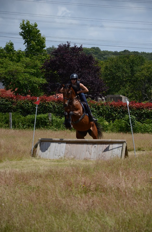 Image de l'annonce Poney / cheval de sport jument de 5 ans