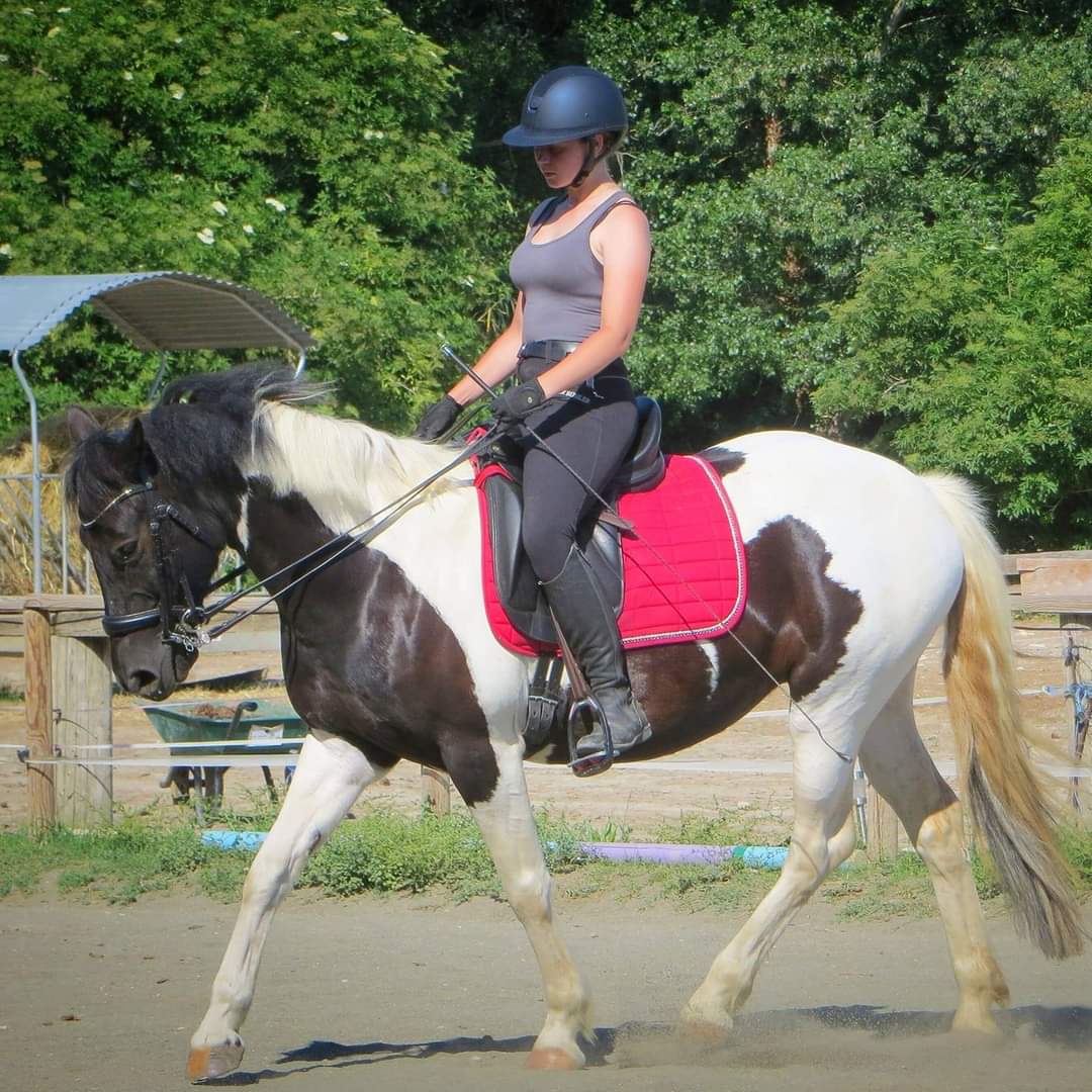 Image de l'annonce Recherche cheval a confier dans le 26