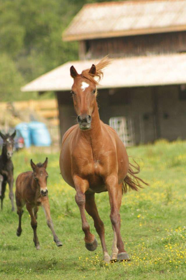 Image de l'annonce Etalon PFS taille B dispo en monte en main en Normandie