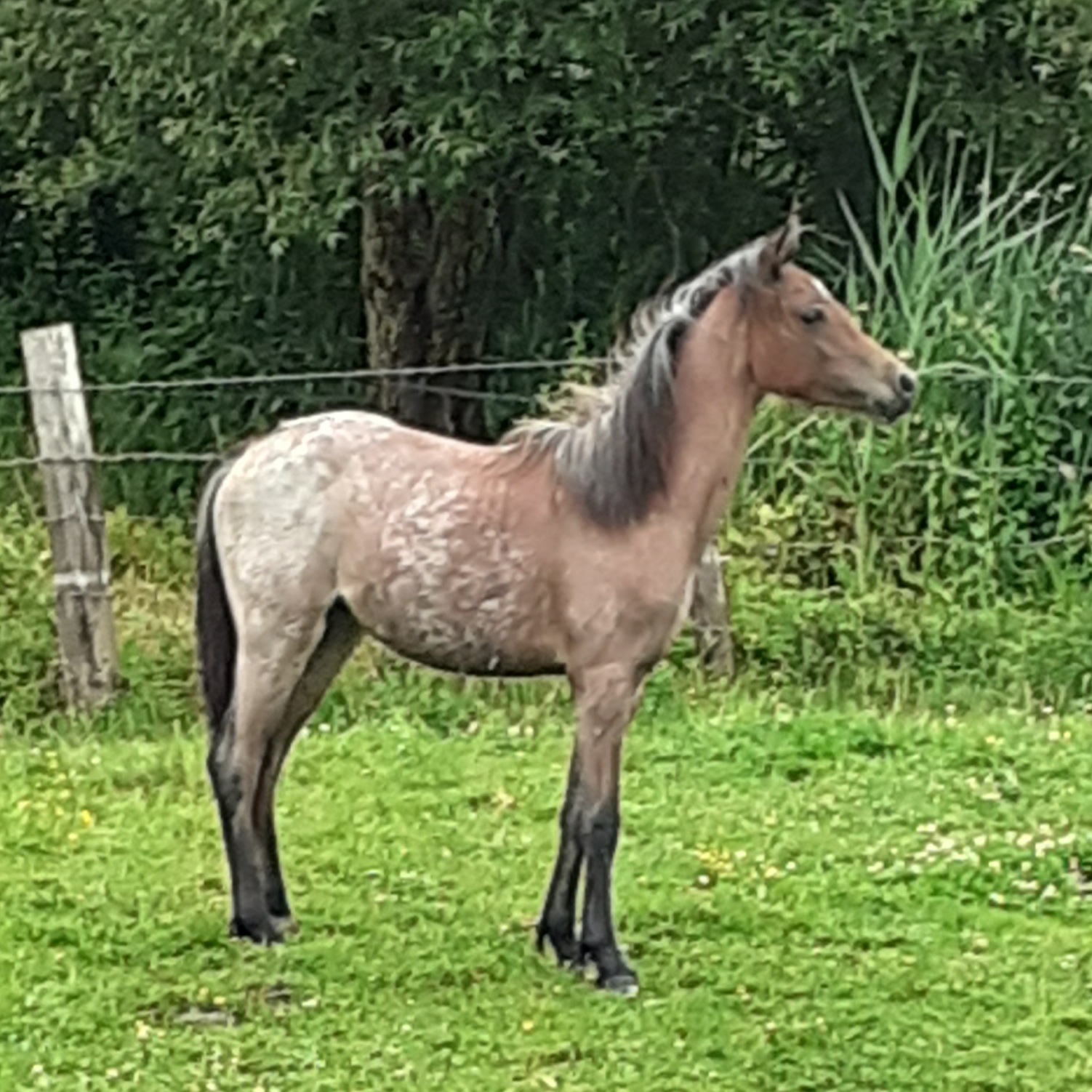 Image de l'annonce A Vendre poulain 1 ans et demi.
