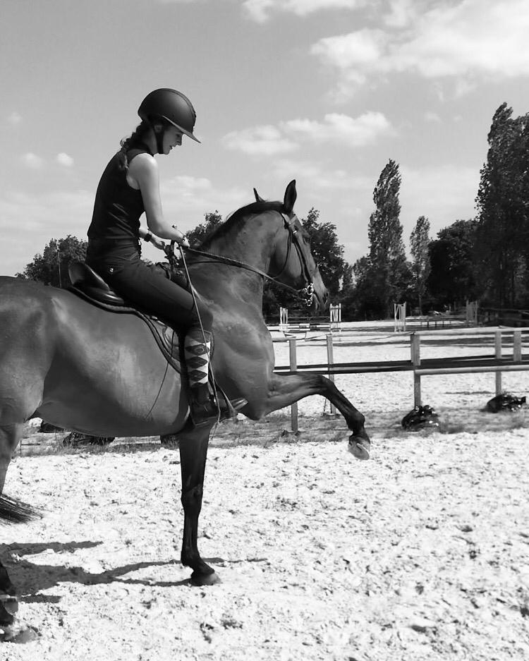 Image de l'annonce Très beau cheval polyvalent, AQPS, 16 ans