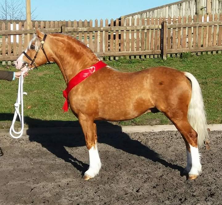 Image de l'annonce Etalon Welsh type cob