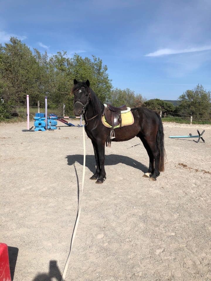 Image de l'annonce poney connemara