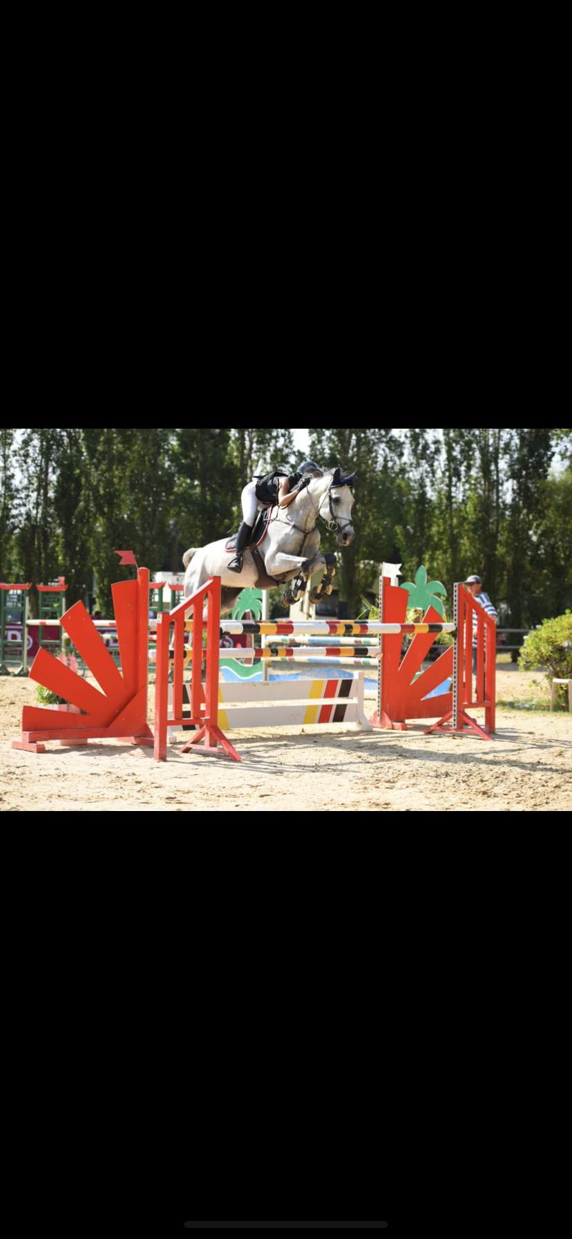 Image de l'annonce pension complète sur cheval de sport
