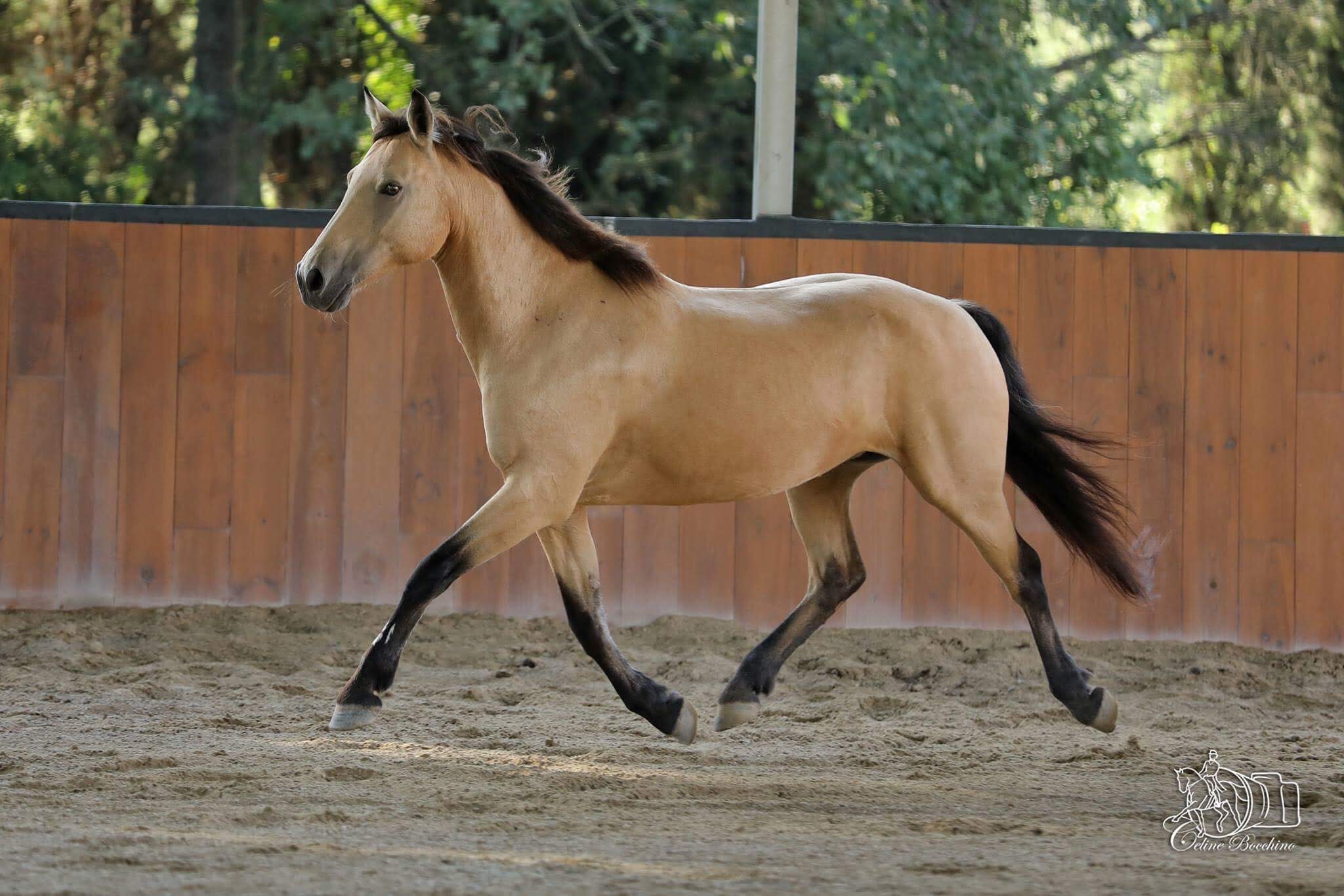 Image de l'annonce Poulain de couleur (TINKA'S BOY x QUIDAM x GARNEMENT x HURRICANE)