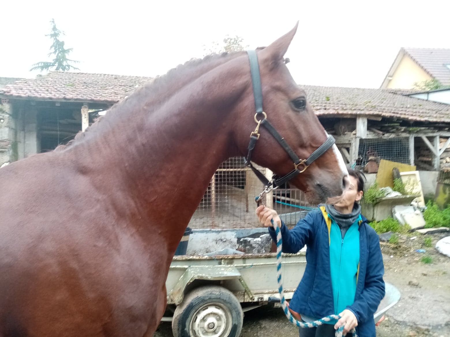 Image de l'annonce etalon oldenbourg agréé aes top originbes dressage pour epreuves am2