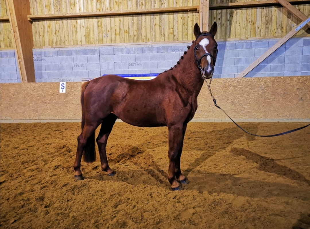 Image de l'annonce Poney hongre 6 ans