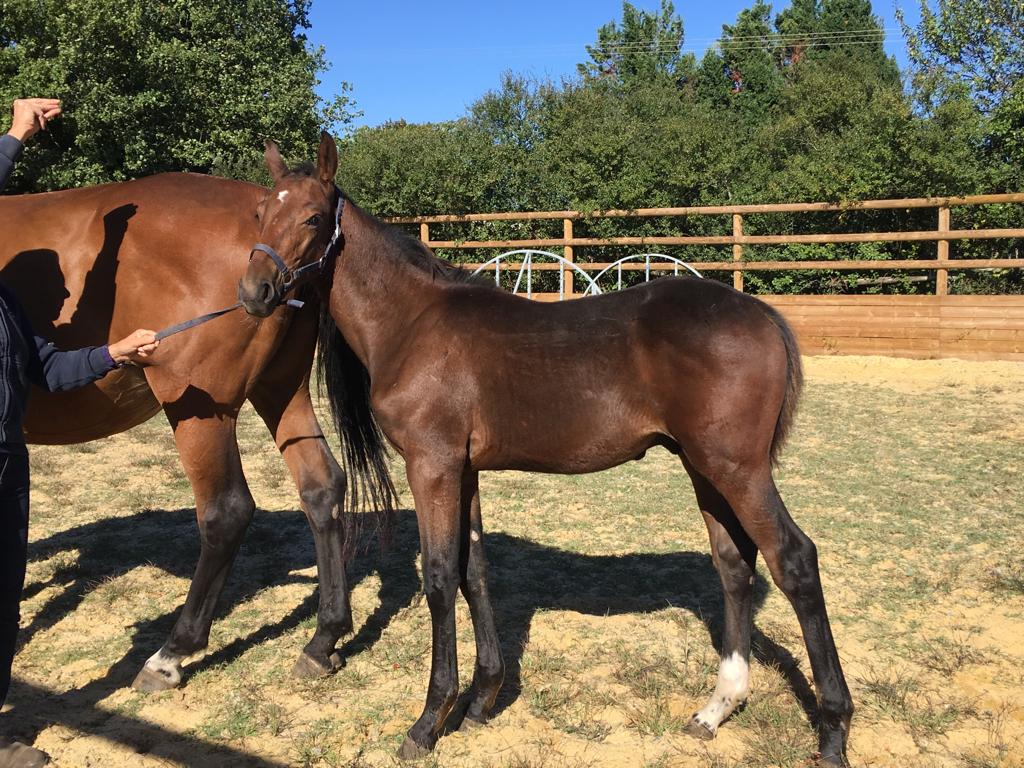 Image de l'annonce Poulain SF x Herald III x Notrestar X Papillon Rouge