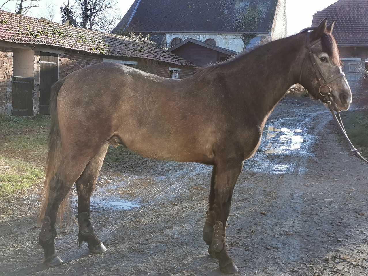 Image de l'annonce Gwaï des avoines poney français de selle