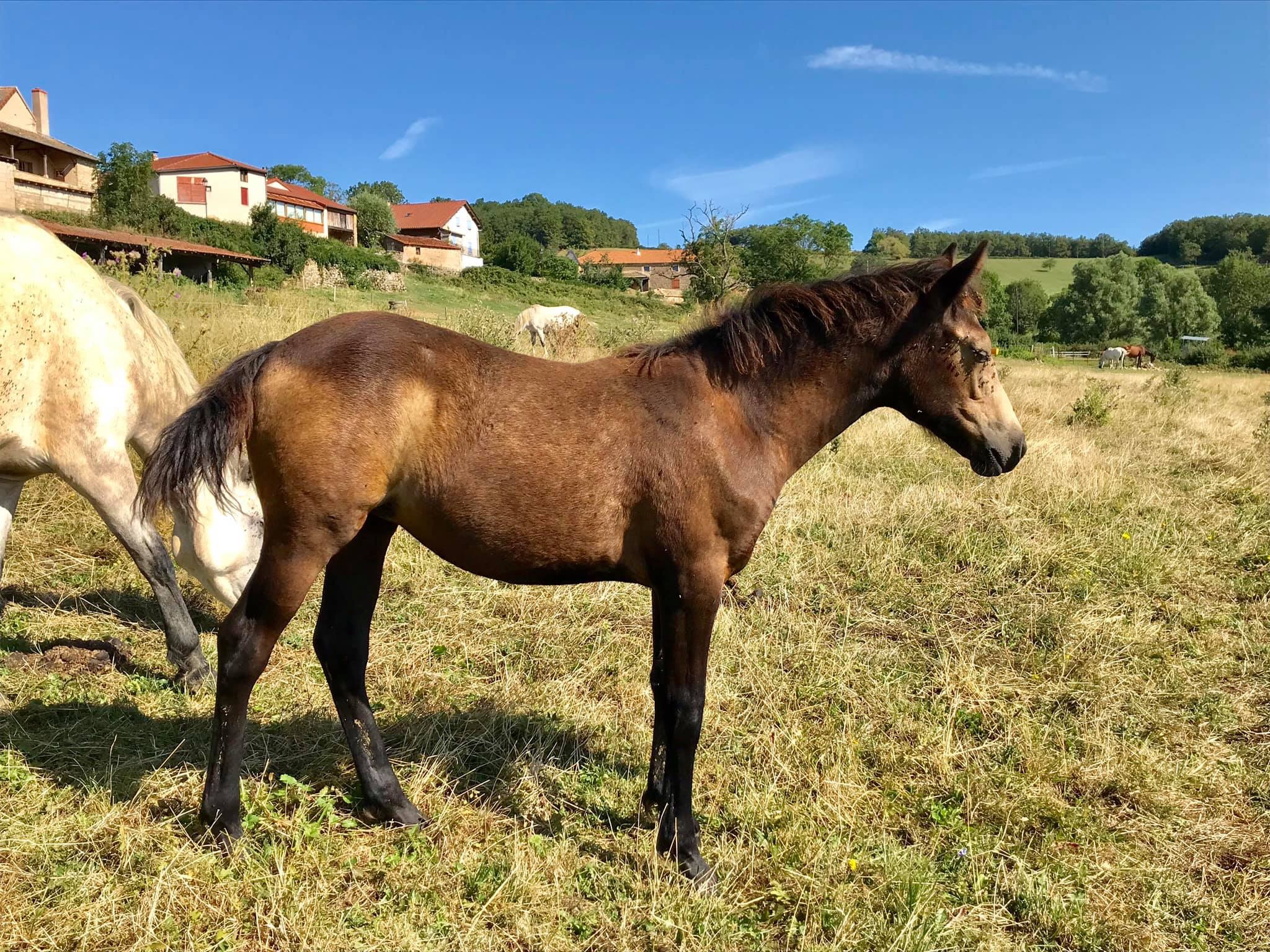 Image de l'annonce Pouliche Foal Connemara
