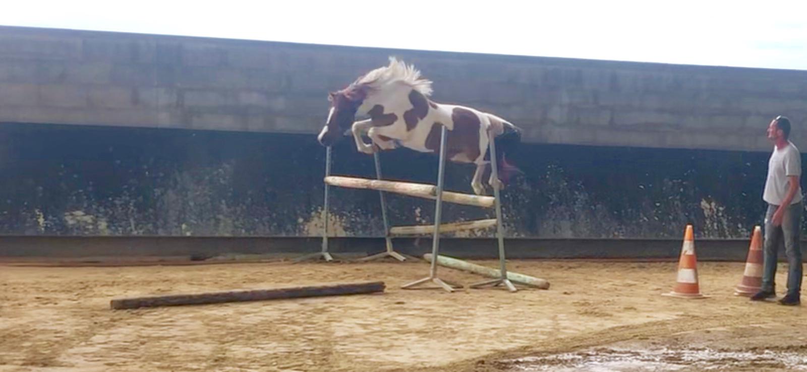 Image de l'annonce A vendre, superbe ponette de sport de 2 ans.