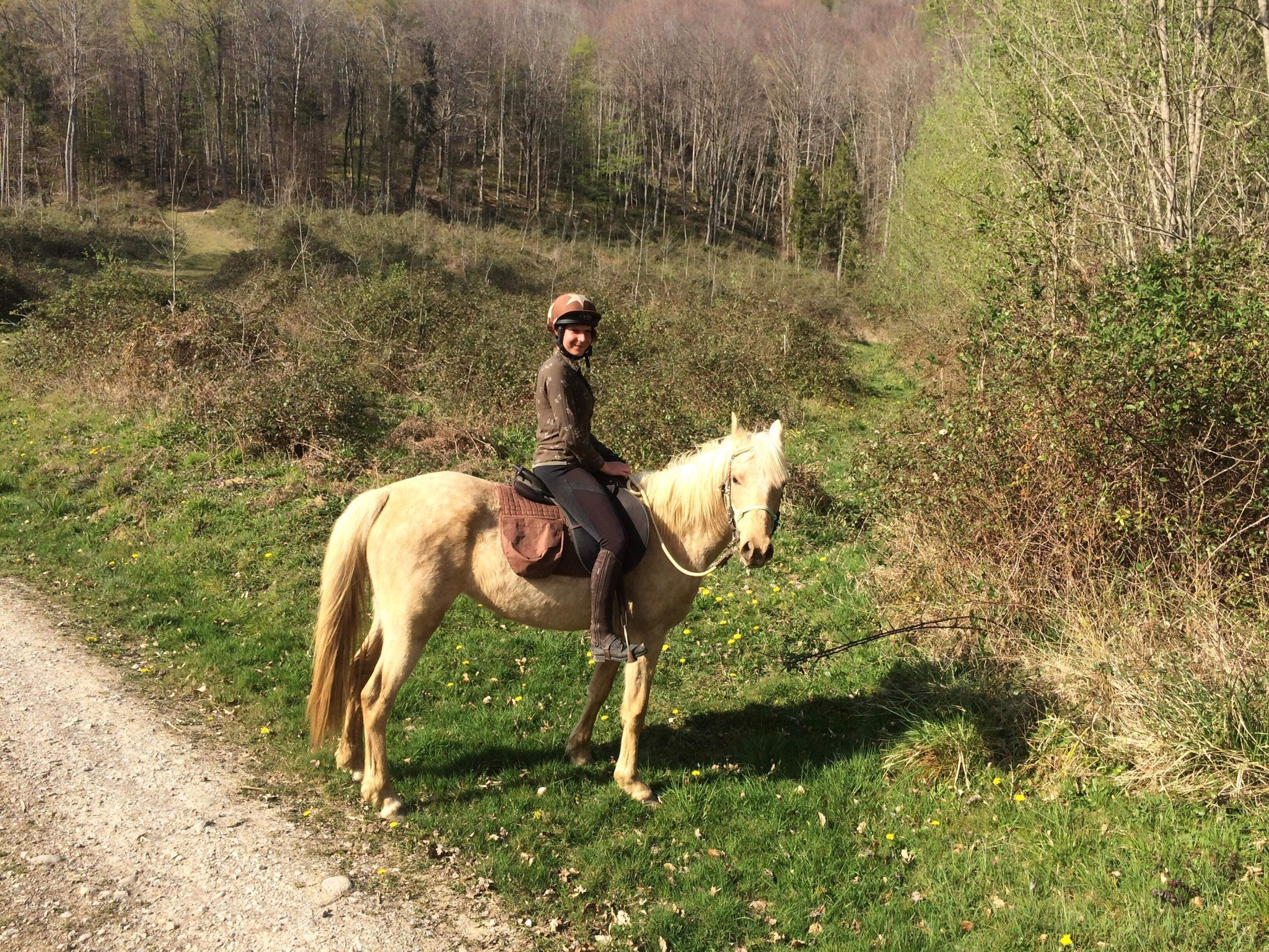 Image de l'annonce Jument demi sang arabe palomino
