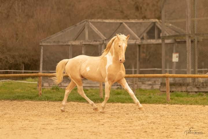 Image de l'annonce Poulain Alezan perle