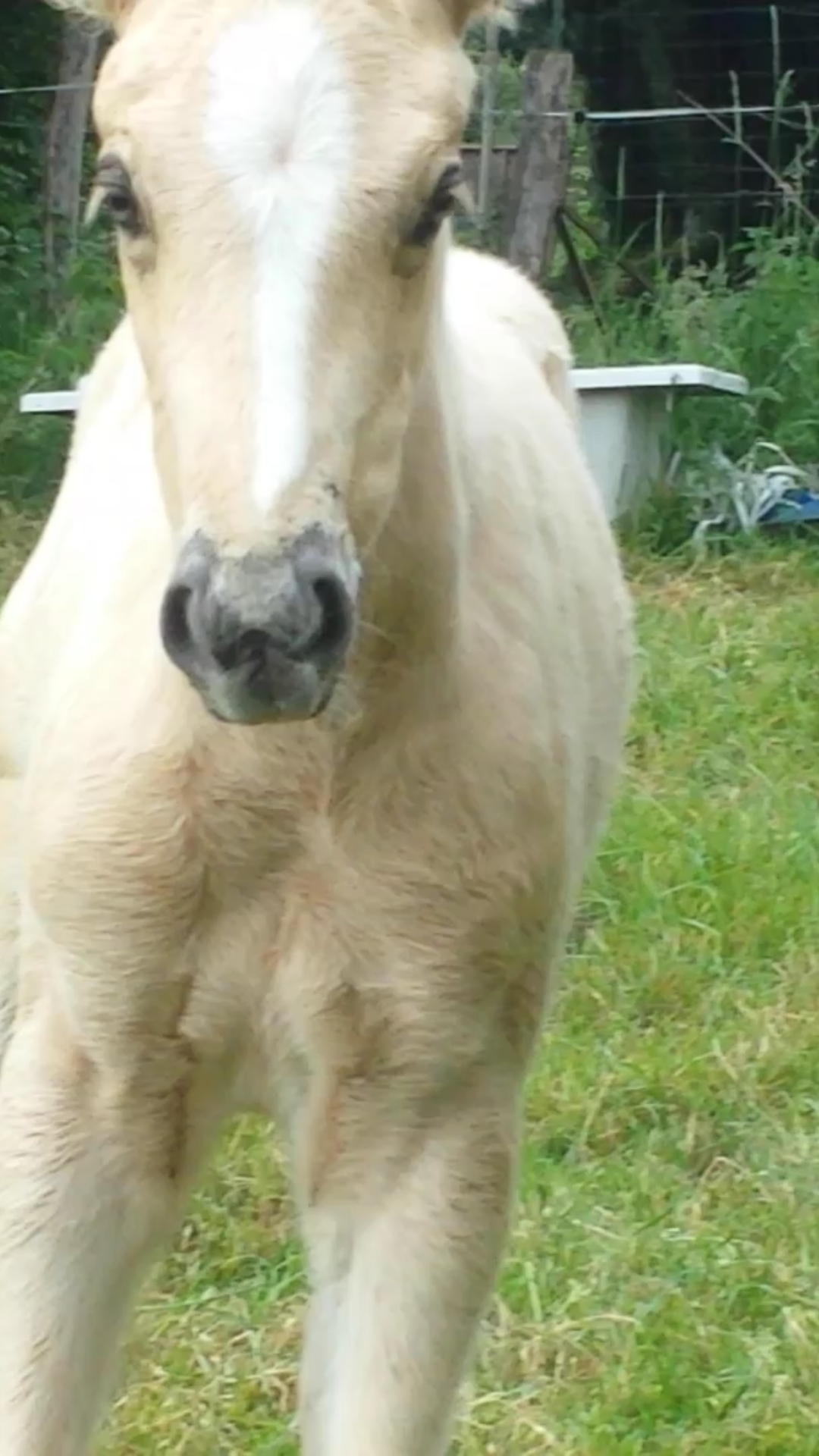 Image de l'annonce poulain palomino 2020 origines top sf X welsh