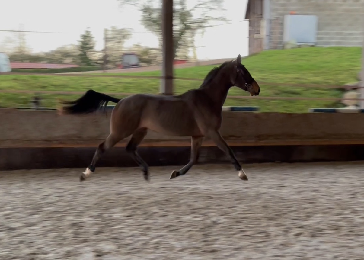 Image de l'annonce Cheval de 3 ans Zangersheide par Vleut ( Quick star)