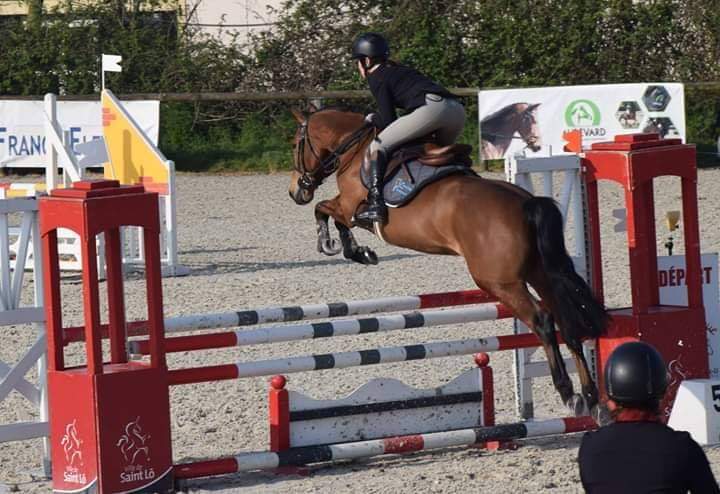 Image de l'annonce Très beau poney de 5 ans excellent à la finale CCJP