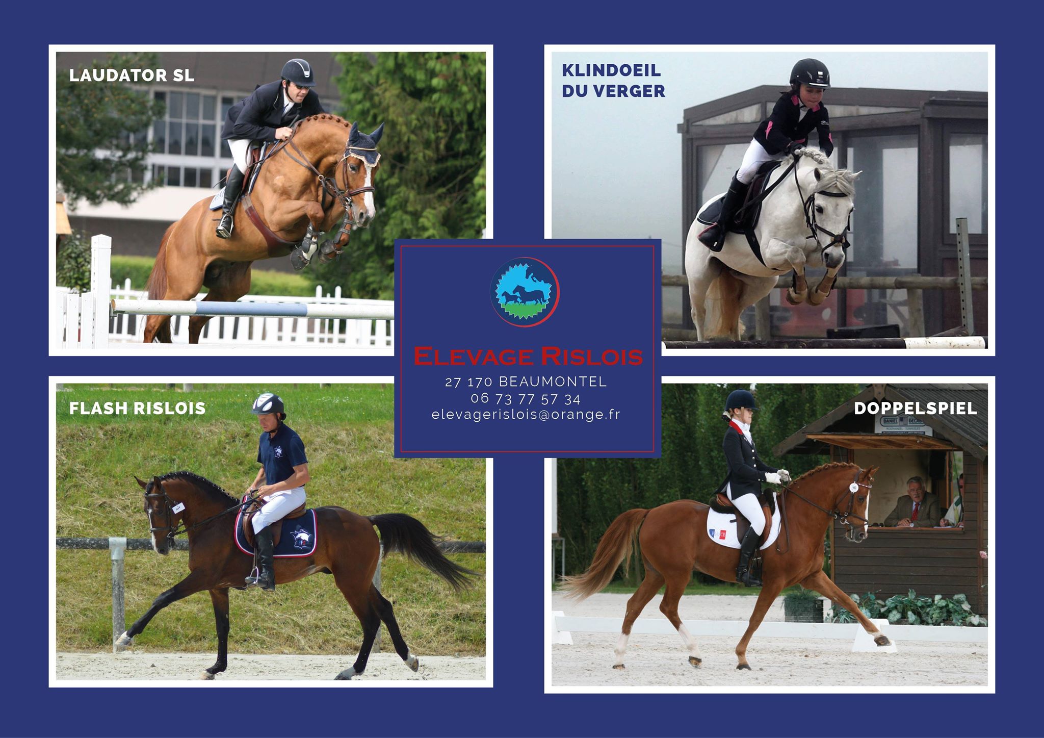 Image de l'annonce Etalon PFS taille B dispo en monte en main en Normandie