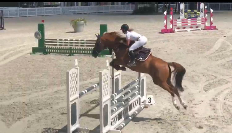 Image de l'annonce cheval CSO