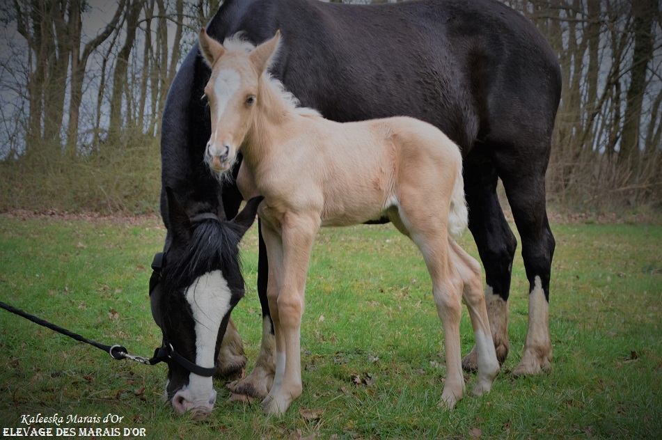 Image de l'annonce KALEESKA - Superbe pouliche AES palomino