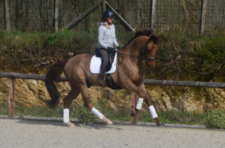 Image de l'annonce cheval de dressage prêt Amateur 1