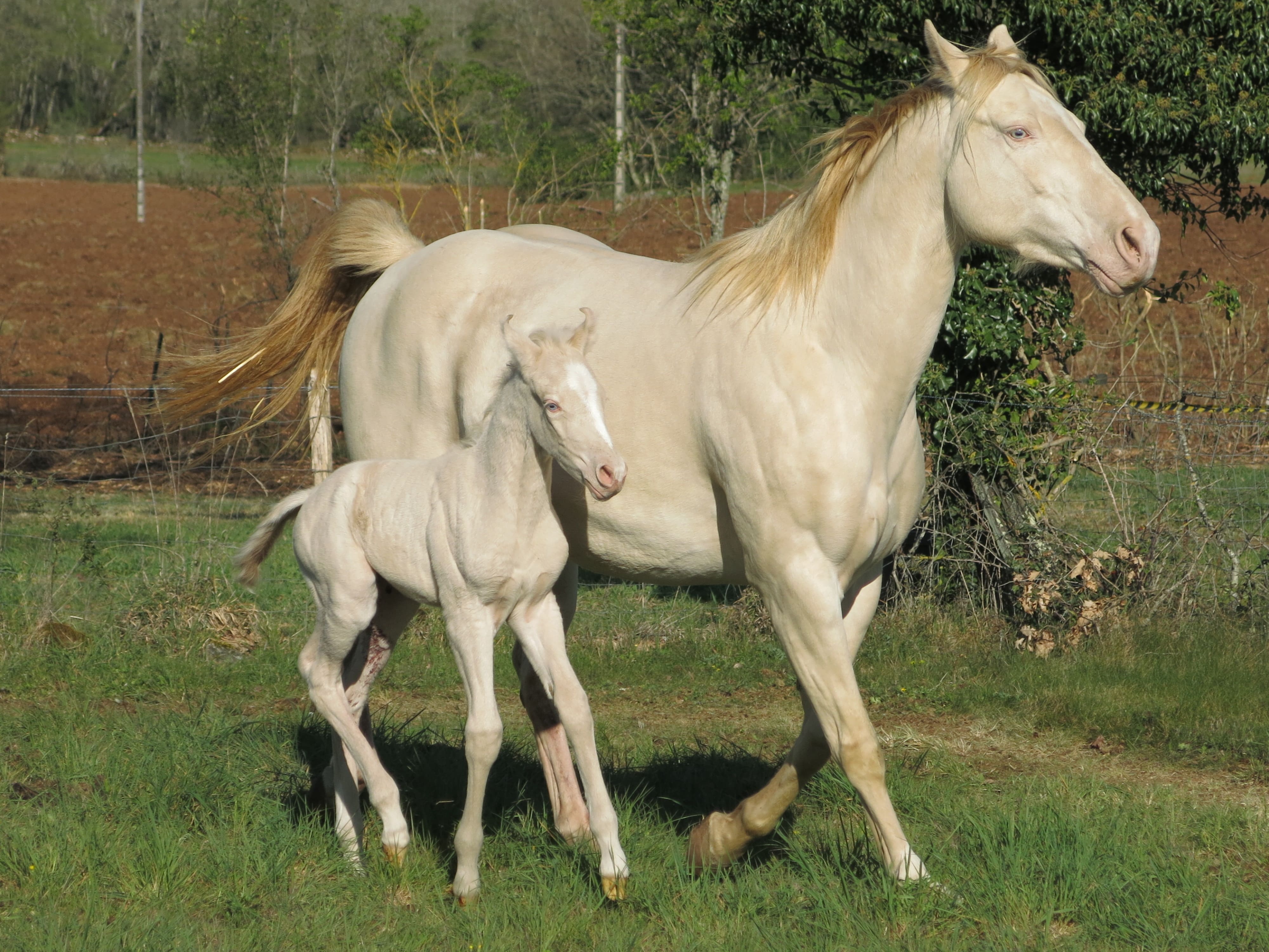 pouliche OC homozygote sur le crème