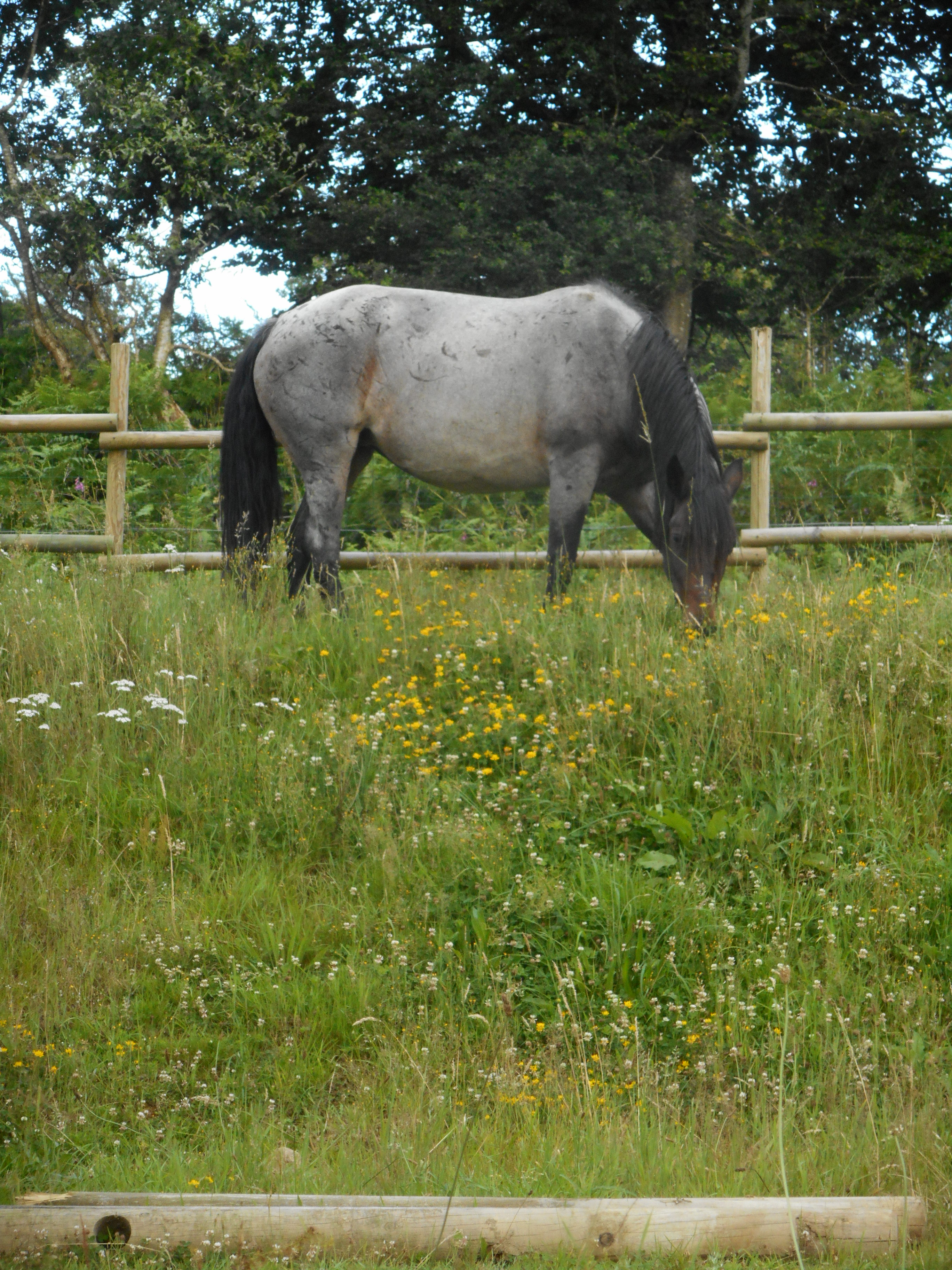 Image de l'annonce Jument Criollo pp