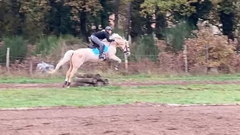 Image de l'annonce Poney D de sport allemand PP (père Welsh) 147cm 9ans