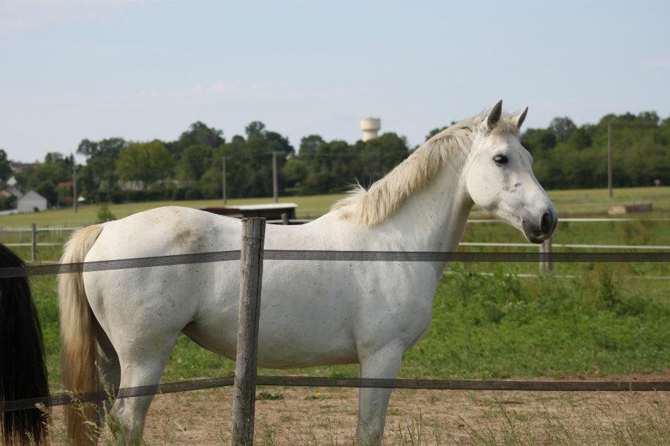 Image de l'annonce Rare poulinière par Apollon Pondy