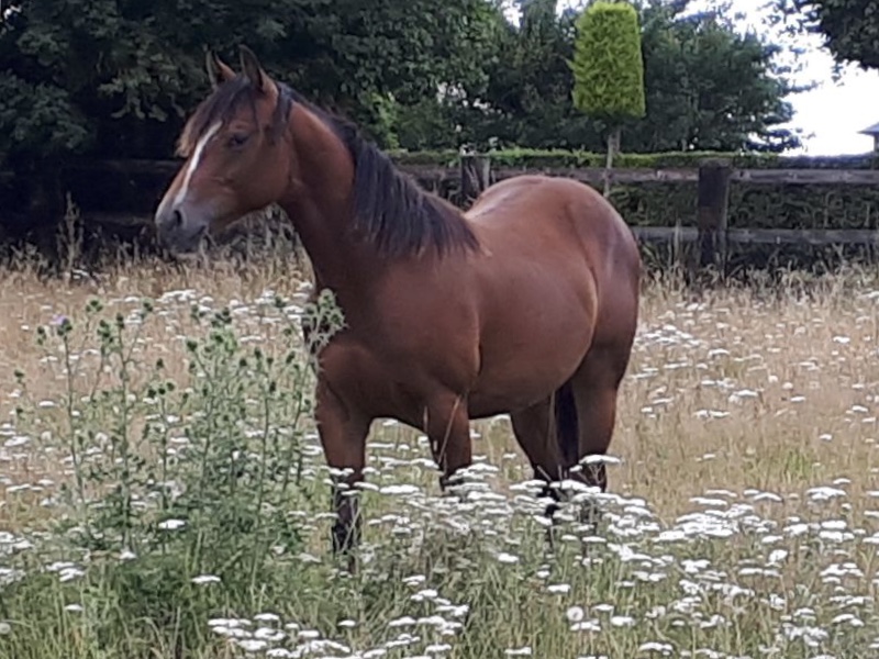 Image de l'annonce Quarter Horse 15 mois, hongre