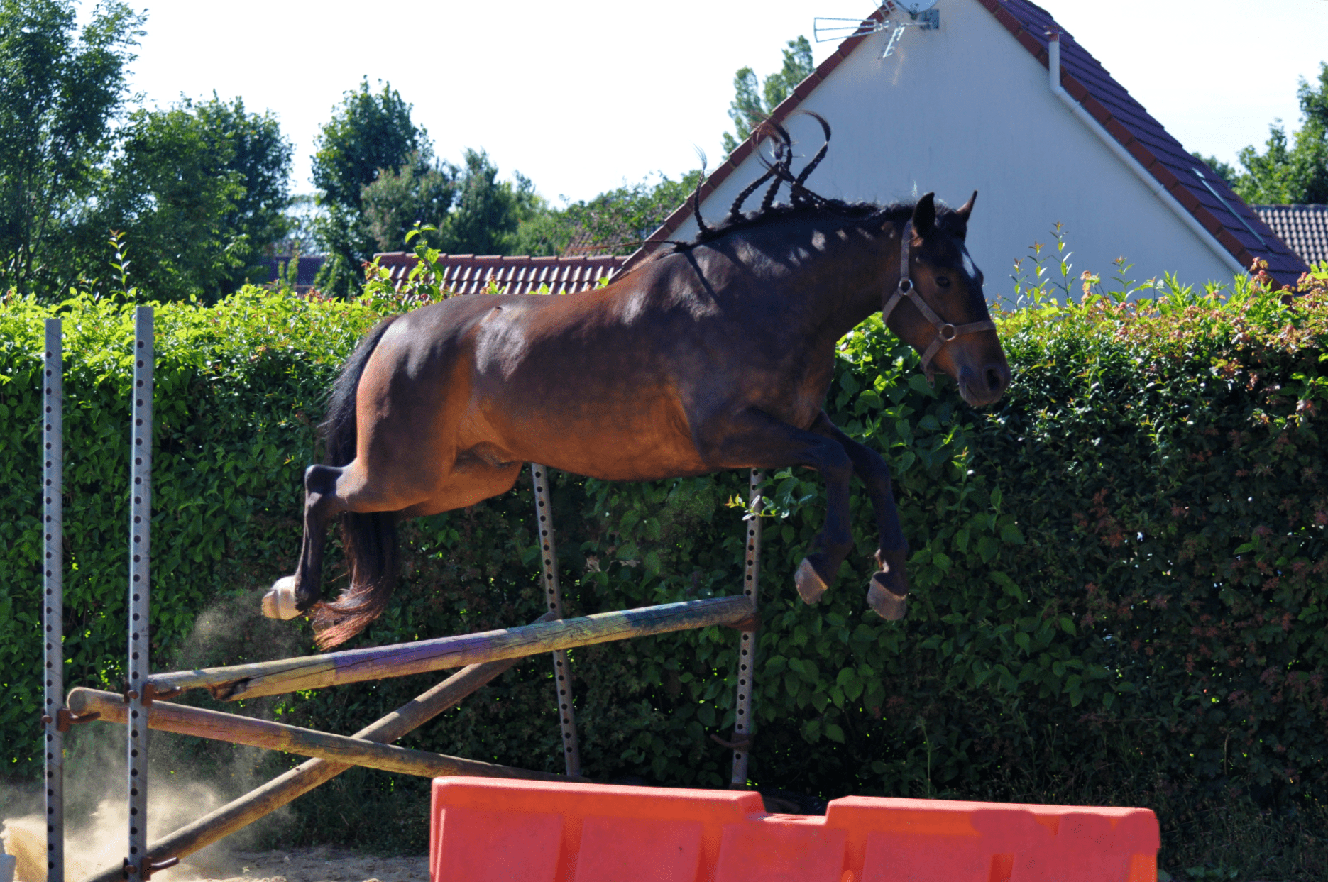 Image de l'annonce poney D 4ans