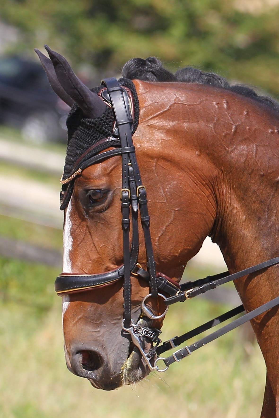 Image de l'annonce Jument Selle Français 10 ans pour dressage amateur