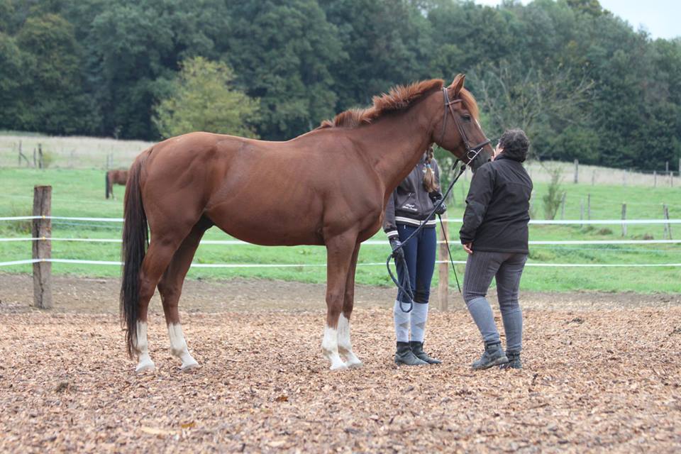 Image de l'annonce Vente Cheval Demi-sang suisse